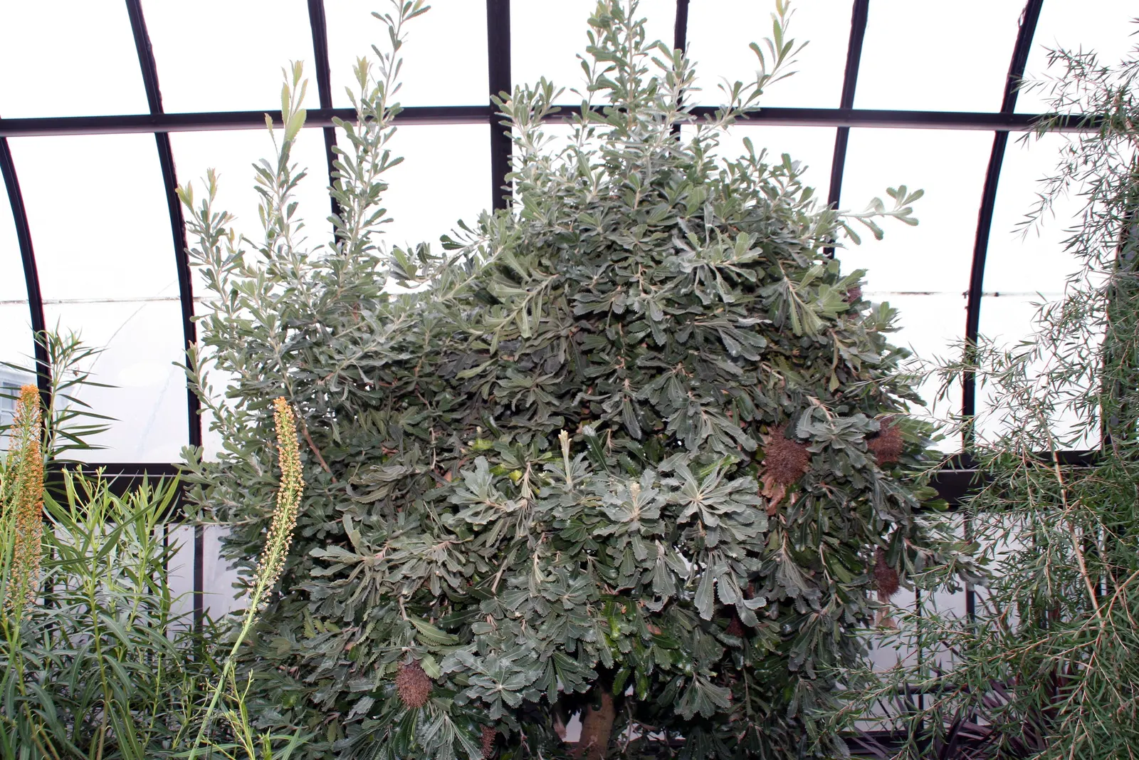 Banksia (Banksia Cvs.) — is an iconic feature of the Australian flora; and are a source of nectar for wildlife, image 83