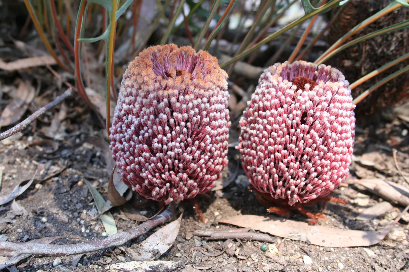 Banksia (Banksia Cvs.) — from low-growing shrubs of approximately 3 feet in height and spread; particularly nectar-feeding birds.<br><br>Mature, image 92