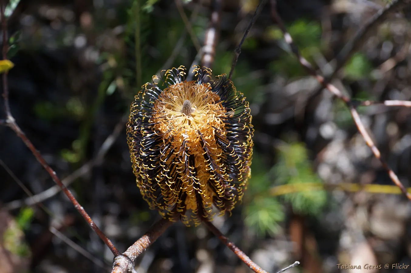 Banksia (Banksia Cvs.) — the Banksia thrives in well-drained soils with full sun exposure; shrub with red and yellow blooms, image 111