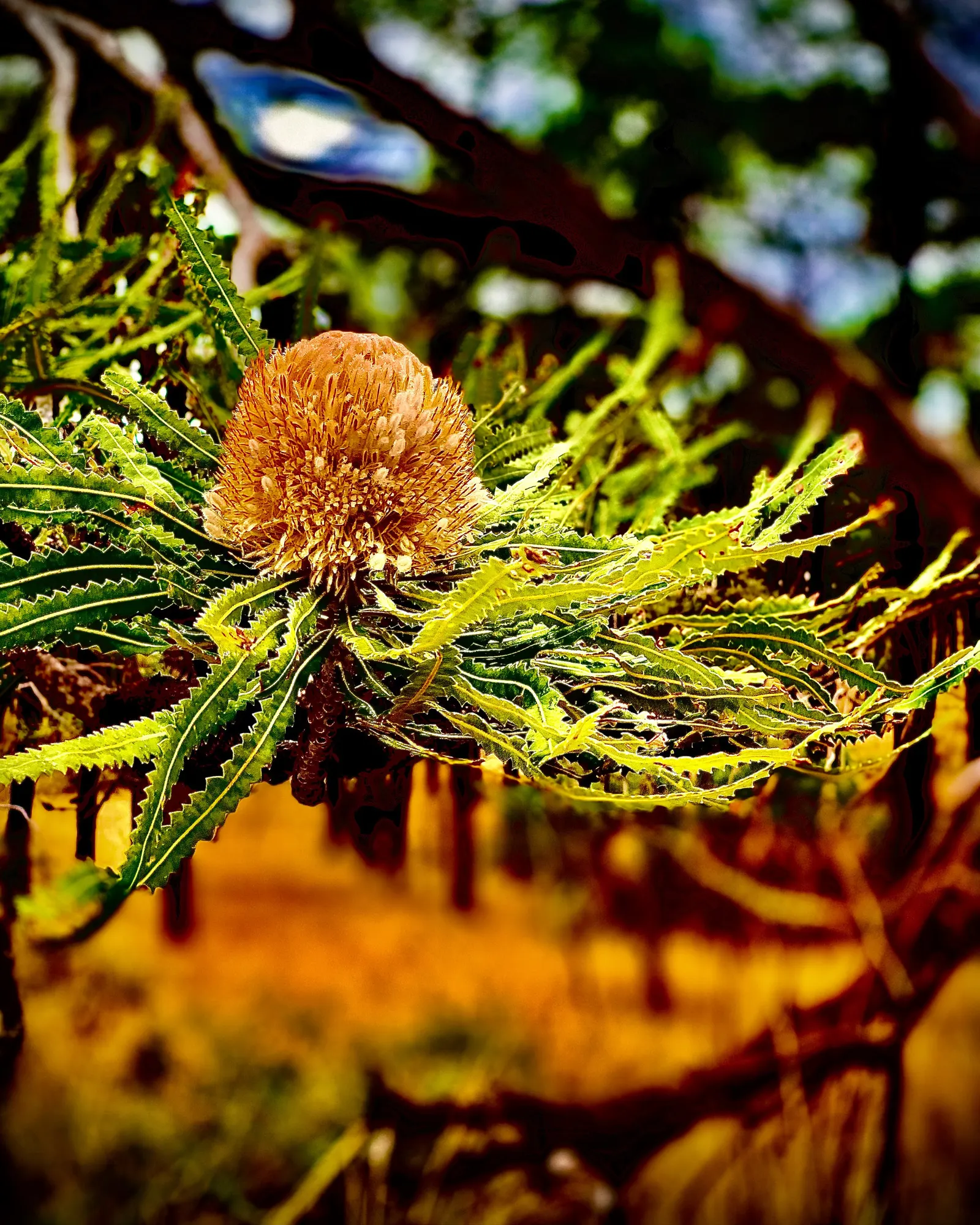 Banksia (Banksia Cvs.) — These resilient plants vary in size from small shrubs to trees up to 98 feet tall; shrub for full, image 79