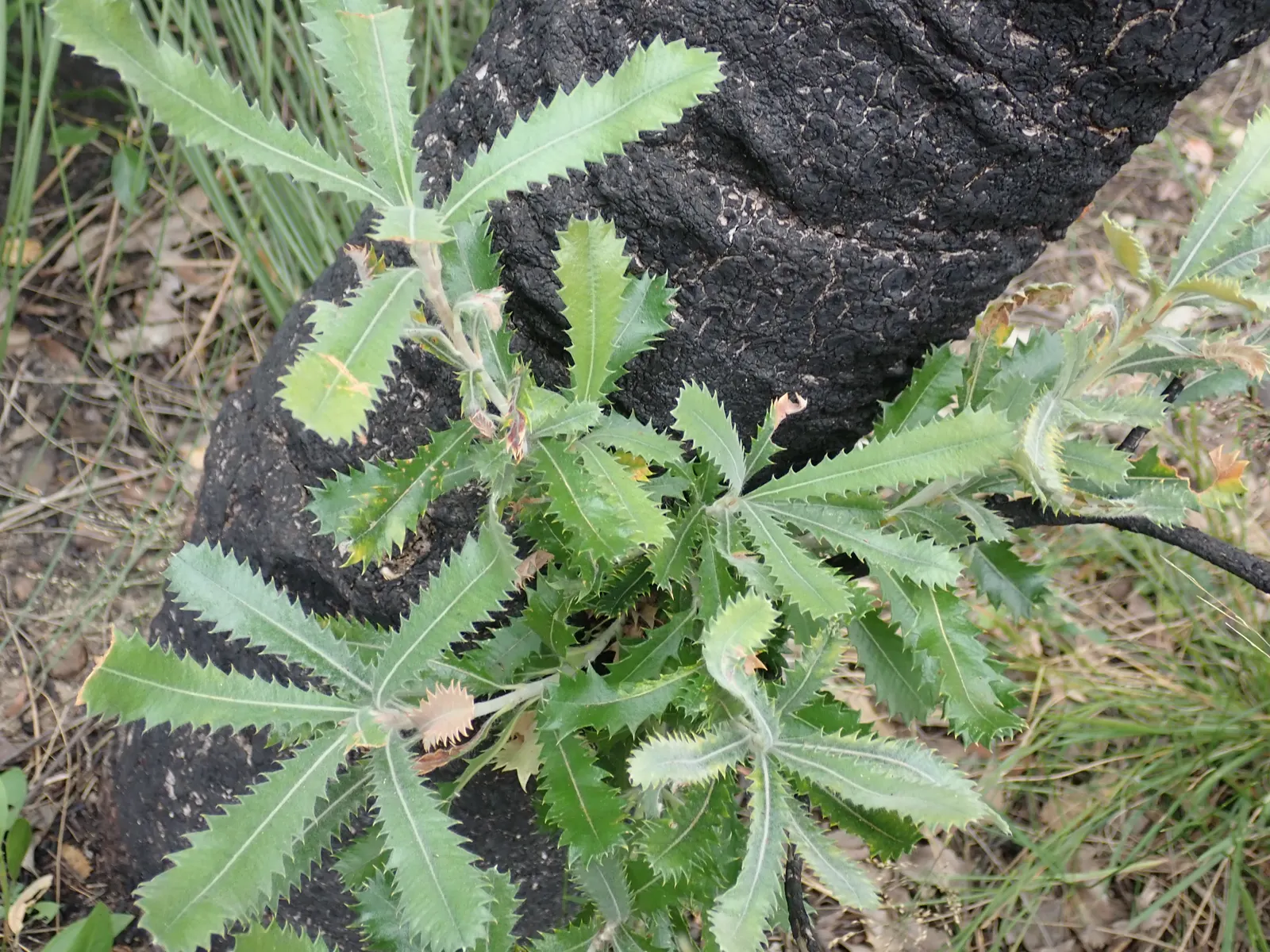 Banksia (Banksia Cvs.) — This diverse plant includes many varieties; from low-growing shrubs of approximately 3 feet in height and spread, image 85