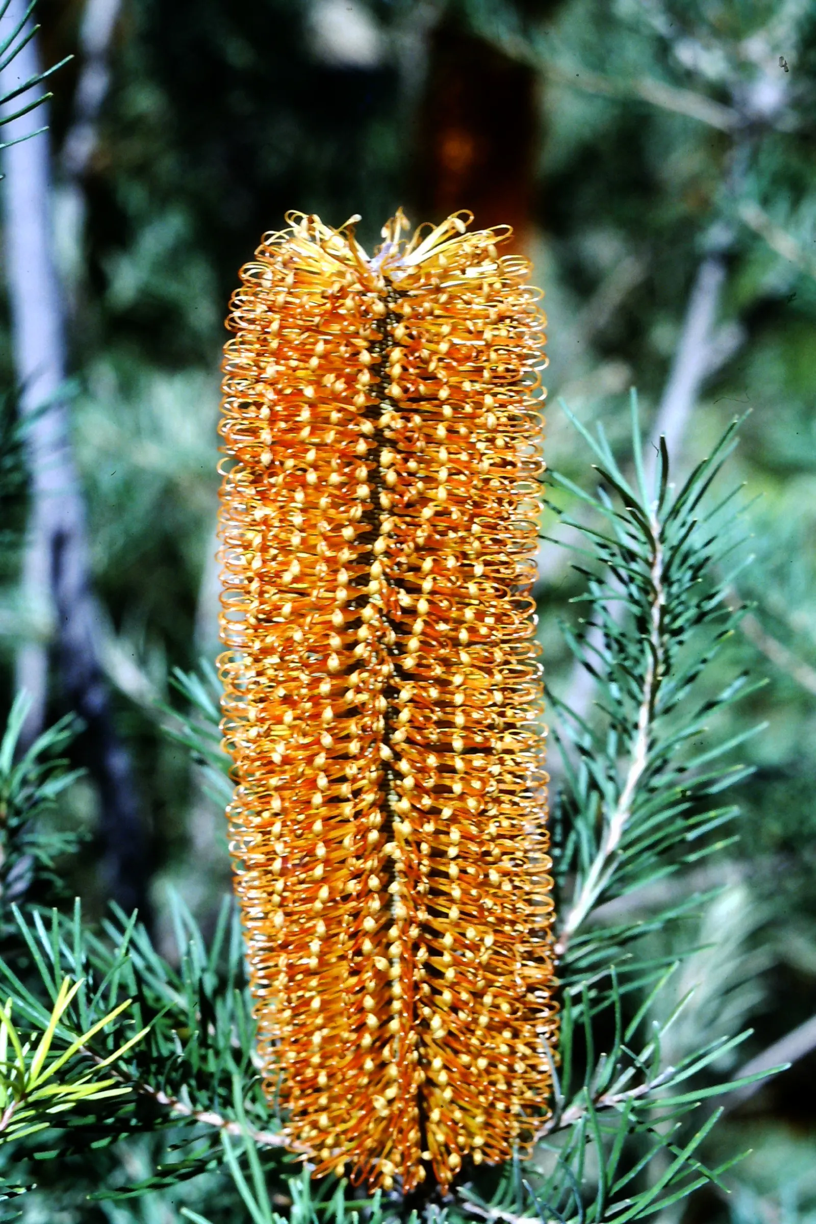 Banksia (Banksia Cvs.) — red and yellow flowers in the garden; is an iconic feature of the Australian flora, image 98