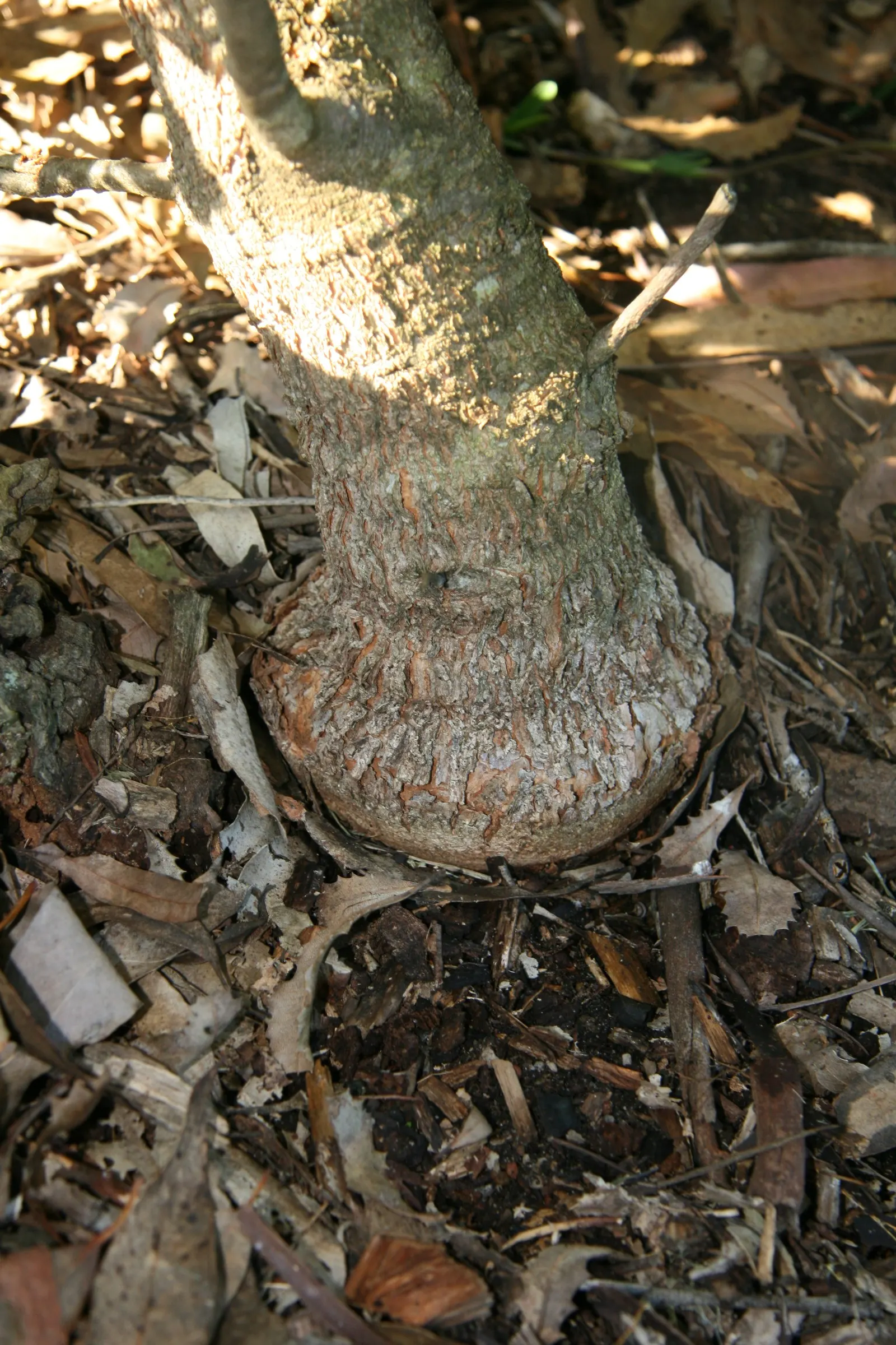 Banksia (Banksia Cvs.) — Banksias (Banksia cvs.) are striking Australian natives, part of the Proteaceae family; these resilient plants vary in, image 101