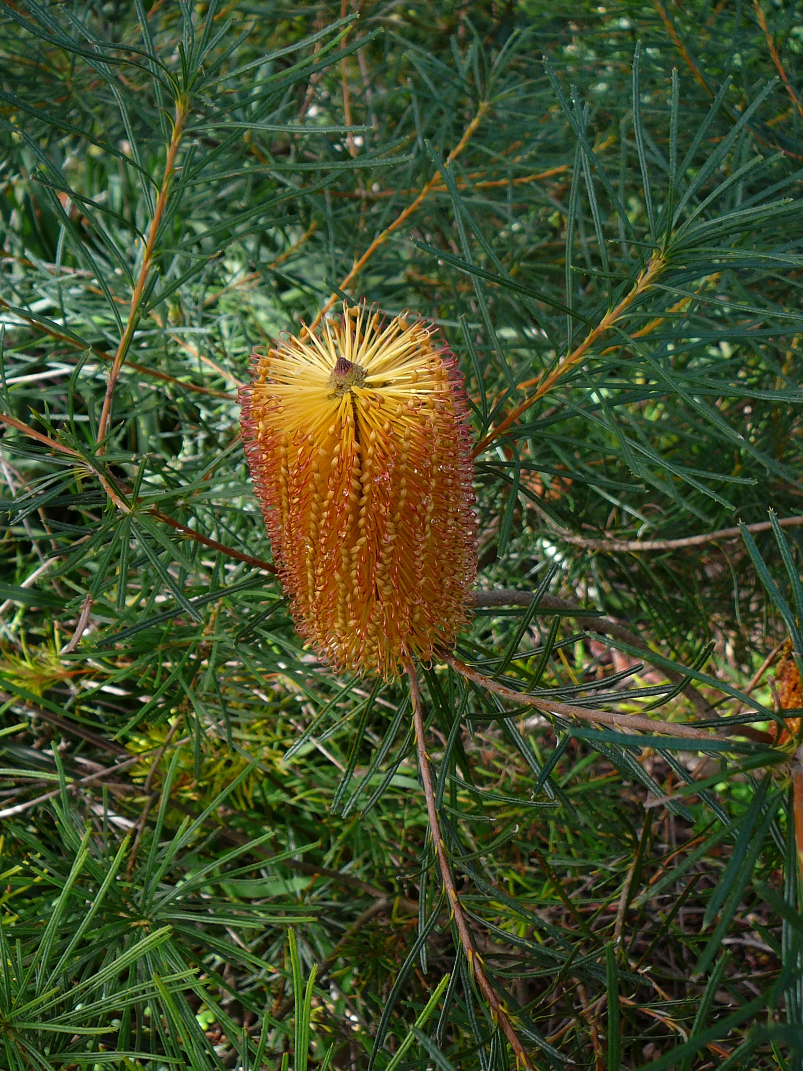 Banksia (Banksia Cvs.) — which can range in color from a deep; decreasing as the plant establishes, image 89