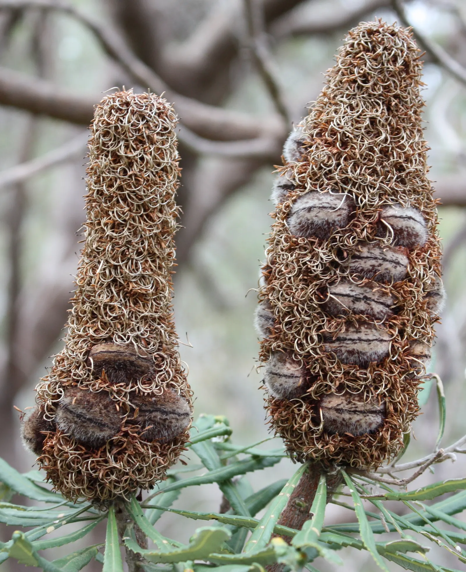 Banksia (Banksia Cvs.) — revered for its distinctive inflorescences and unique adaptations to its native environment; this diverse plant includes, image 109