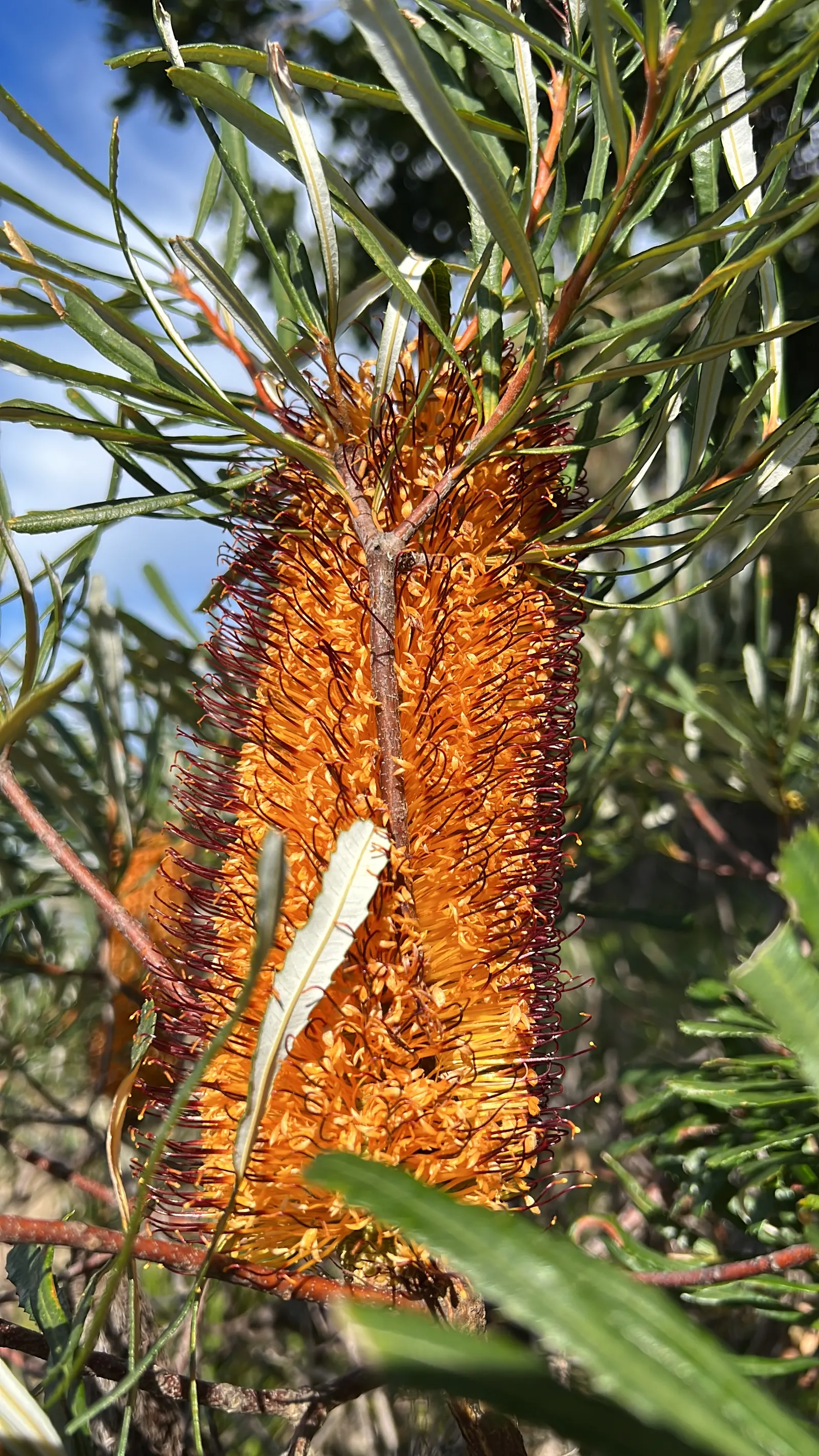 Banksia (Banksia Cvs.) — is an iconic feature of the Australian flora; and are a source of nectar for wildlife, image 108