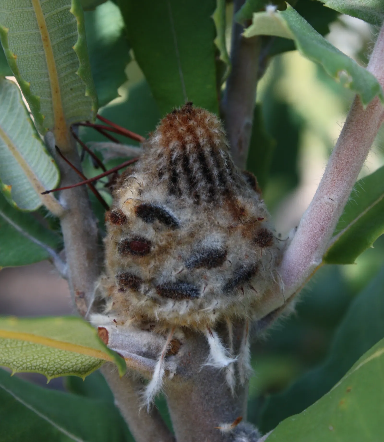 Banksia (Banksia Cvs.) — and are a source of nectar for wildlife; to towering trees that reach up to 30 feet tall and wide, image 103