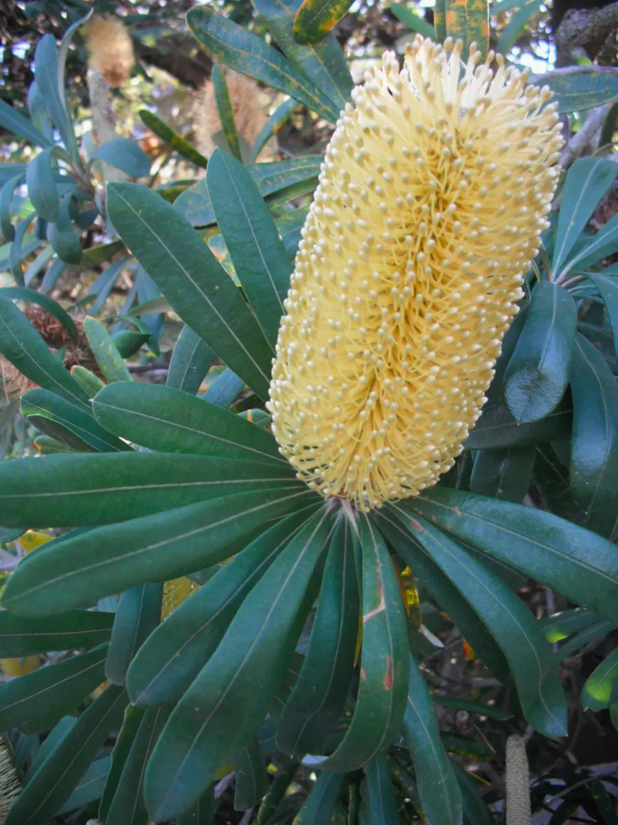 Banksia (Banksia Cvs.) — Its striking flower spikes, image 88
