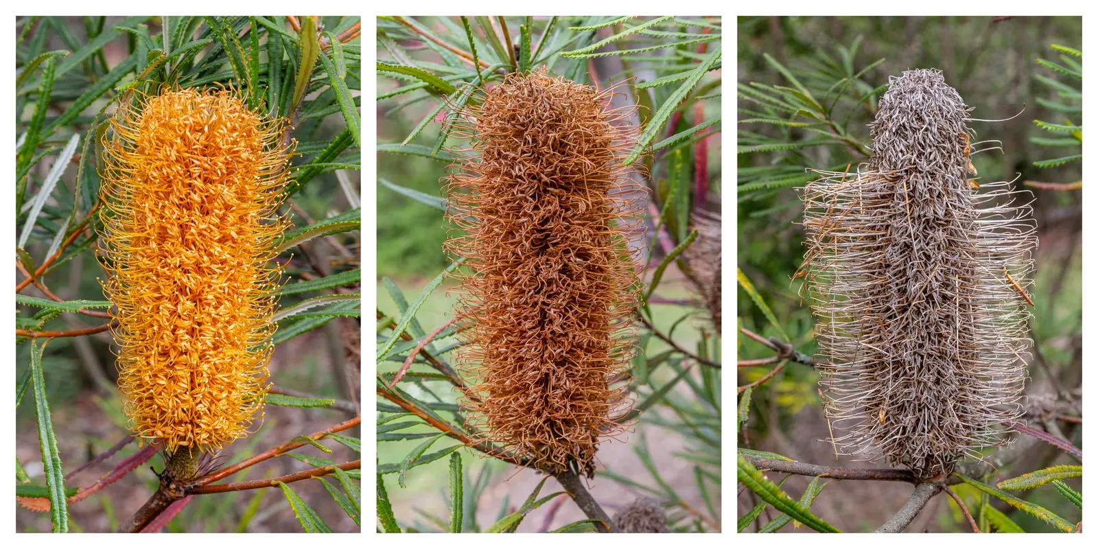 Banksia (Banksia Cvs.) — and are a source of nectar for wildlife; to towering trees that reach up to 30 feet tall and wide, image 78