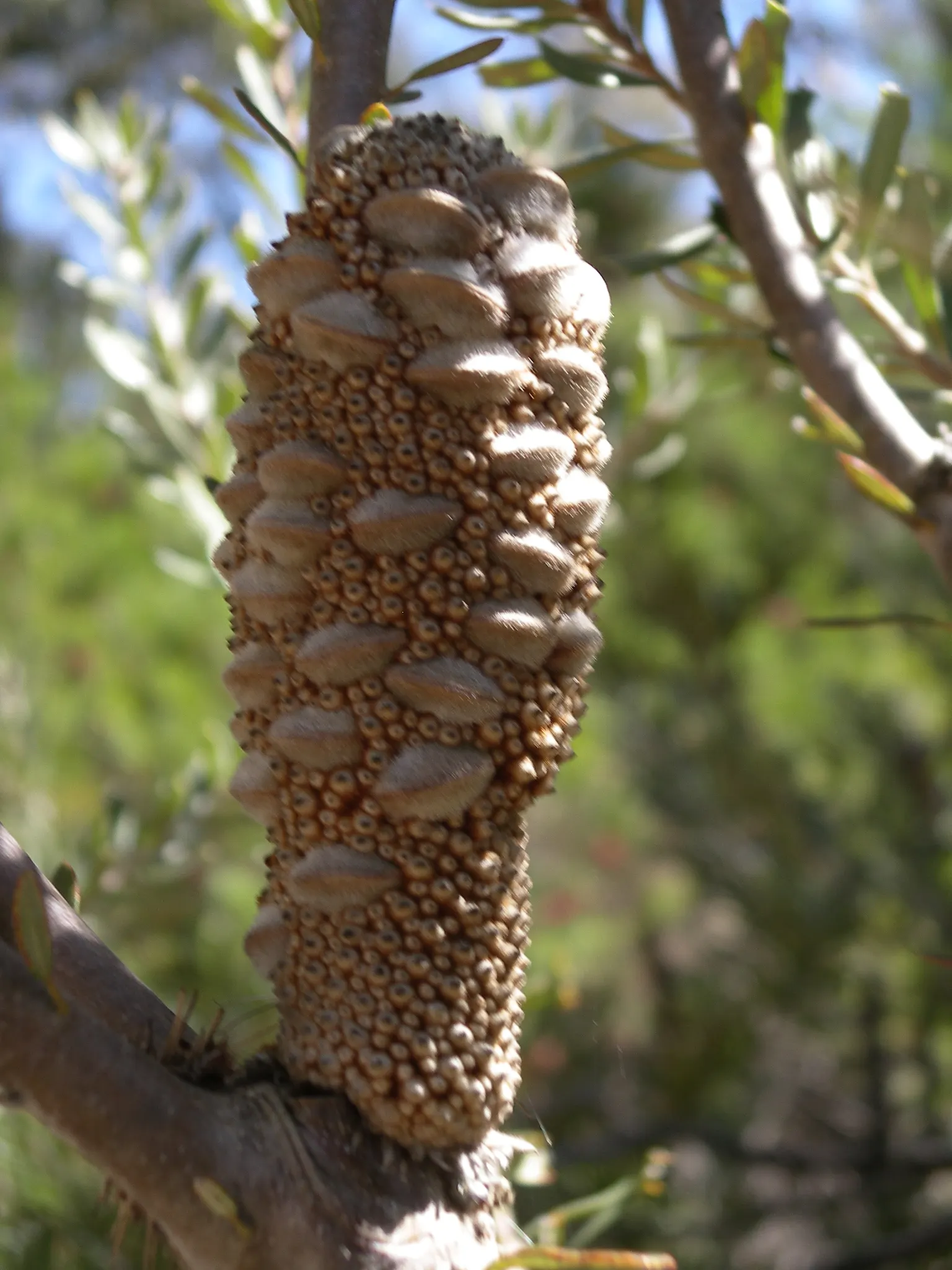 Banksia (Banksia Cvs.) — to towering trees that reach up to 30 feet tall and wide; red and yellow flowers in the garden, image 93