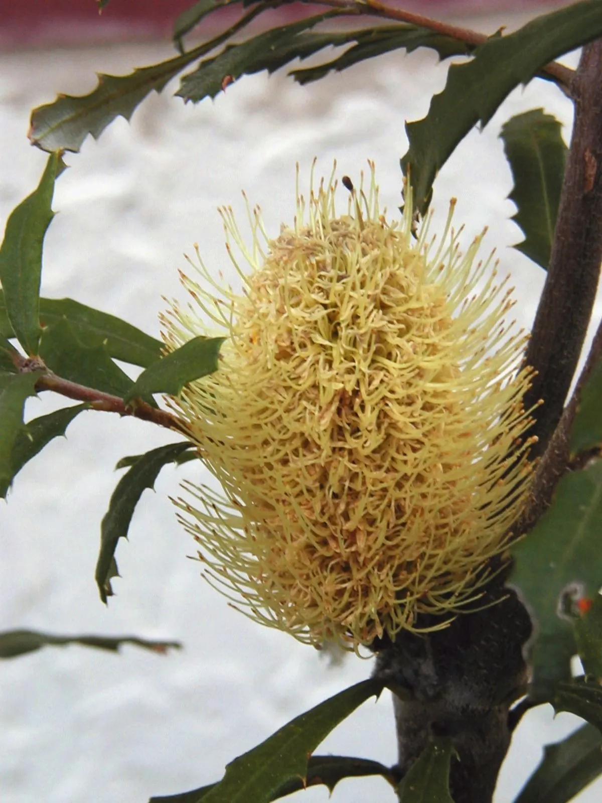 Banksia (Banksia Cvs.) — Banksias demand minimal maintenance and offer year-round interest through unique foliage and blooms; which can range in, image 106