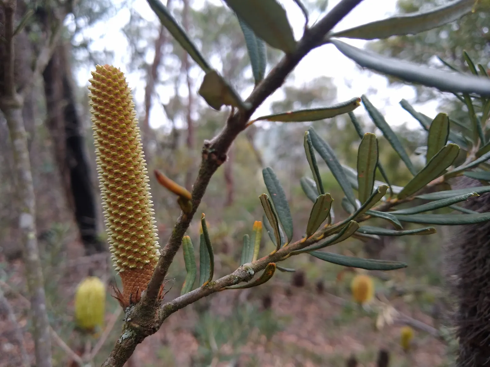 Banksia (Banksia Cvs.) — shrub for full; paired with a need for only occasional pruning to remove spent flower spikes and old growth, image 75