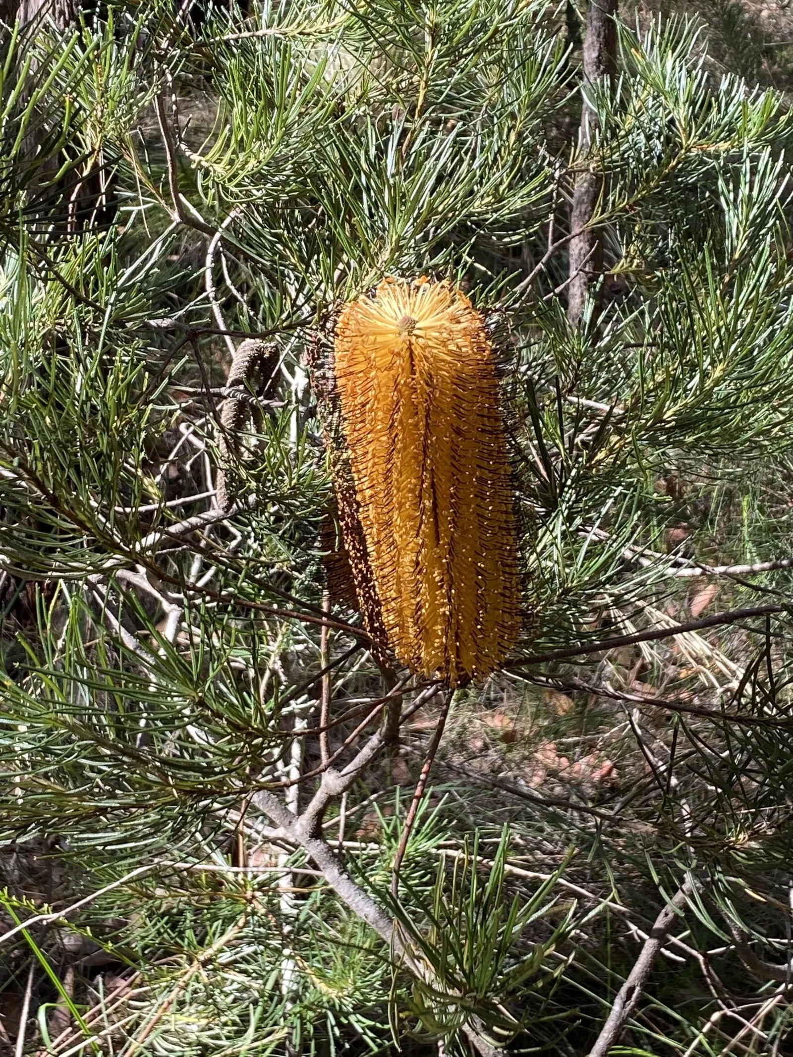Banksia (Banksia Cvs.) — bloom predominantly from late summer to early winter; brush-like flower spikes with varied colors, image 90