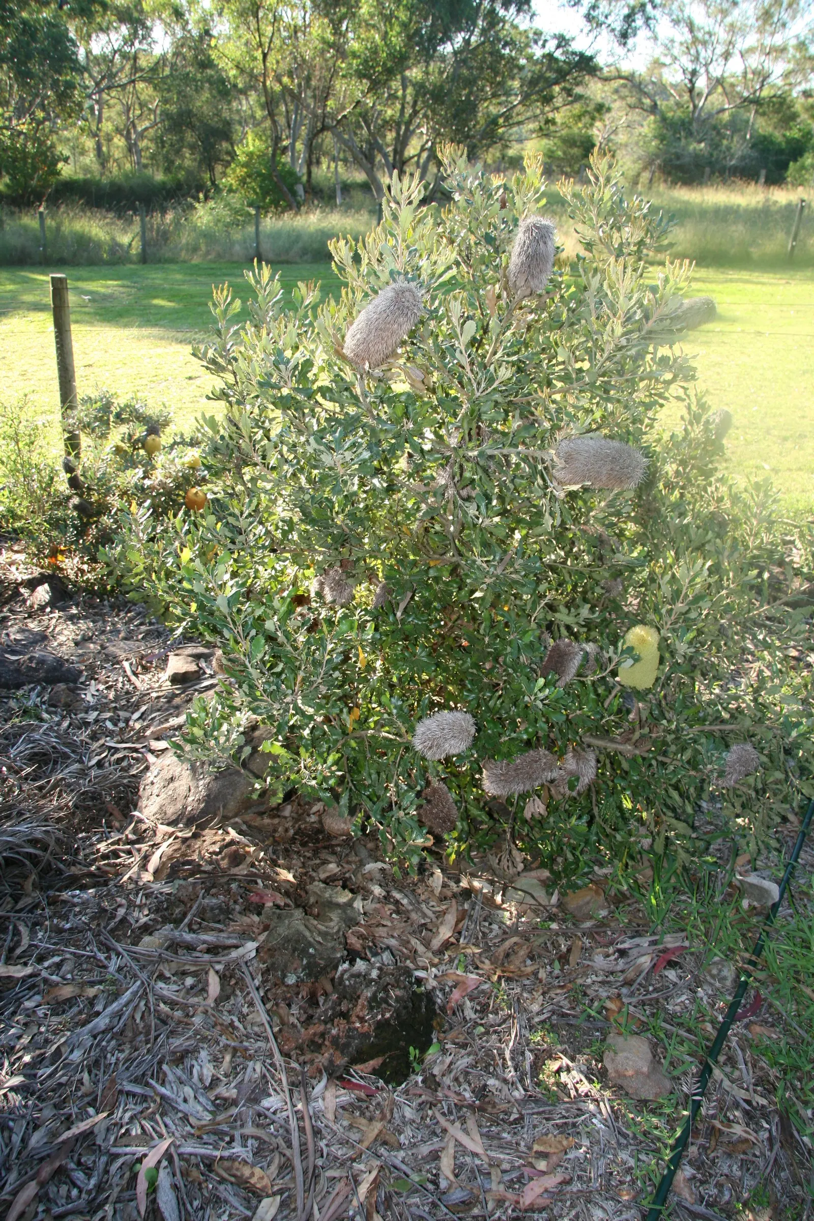 Banksia (Banksia Cvs.) — These resilient plants vary in size from small shrubs to trees up to 98 feet tall; shrub for full, image 104