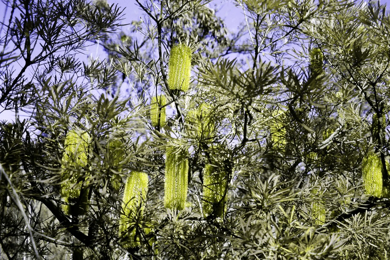 Banksia (Banksia Cvs.) — brush-like flower spikes with varied colors; the Banksia thrives in well-drained soils with full sun exposure, image 102