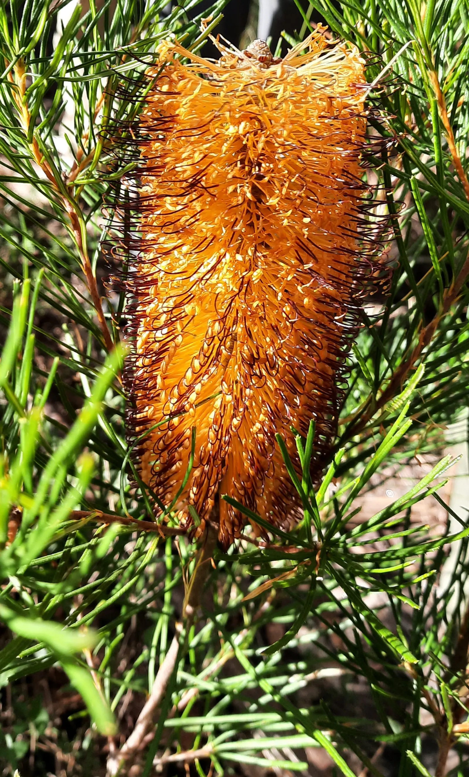 Banksia (Banksia Cvs.) — depending on the species and cultivar; thriving in well-drained soils and full sun, image 94