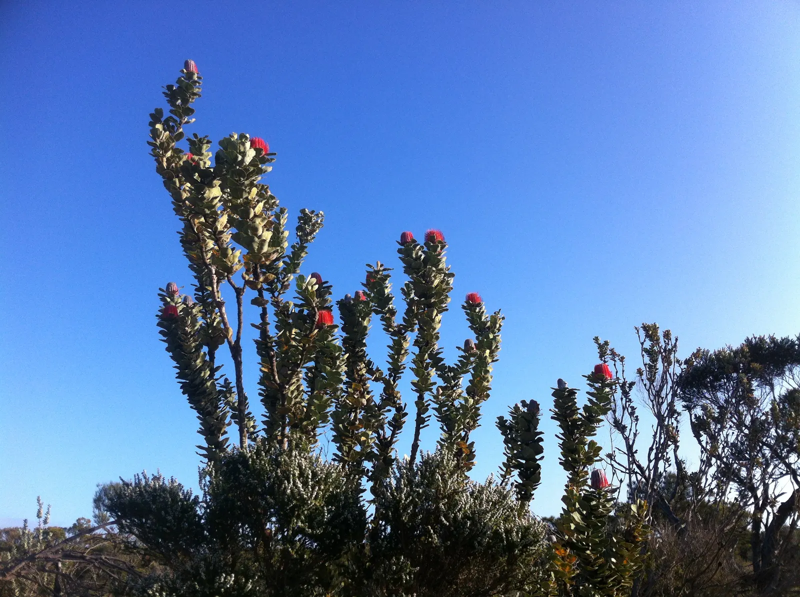 Banksia (Banksia Cvs.) — Banksias demand minimal maintenance and offer year-round interest through unique foliage and blooms; which can range in, image 81