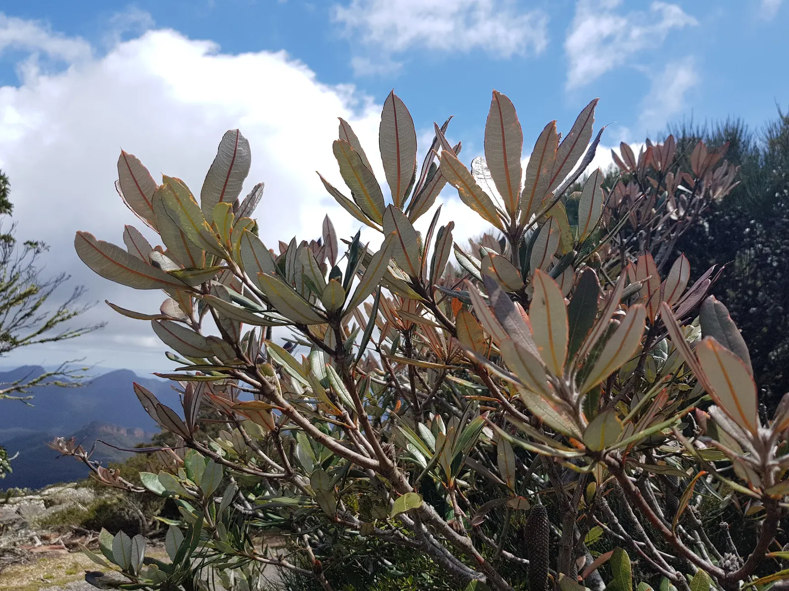 Banksia (Banksia Cvs.) — the Banksia thrives in well-drained soils with full sun exposure; shrub with red and yellow blooms, image 86