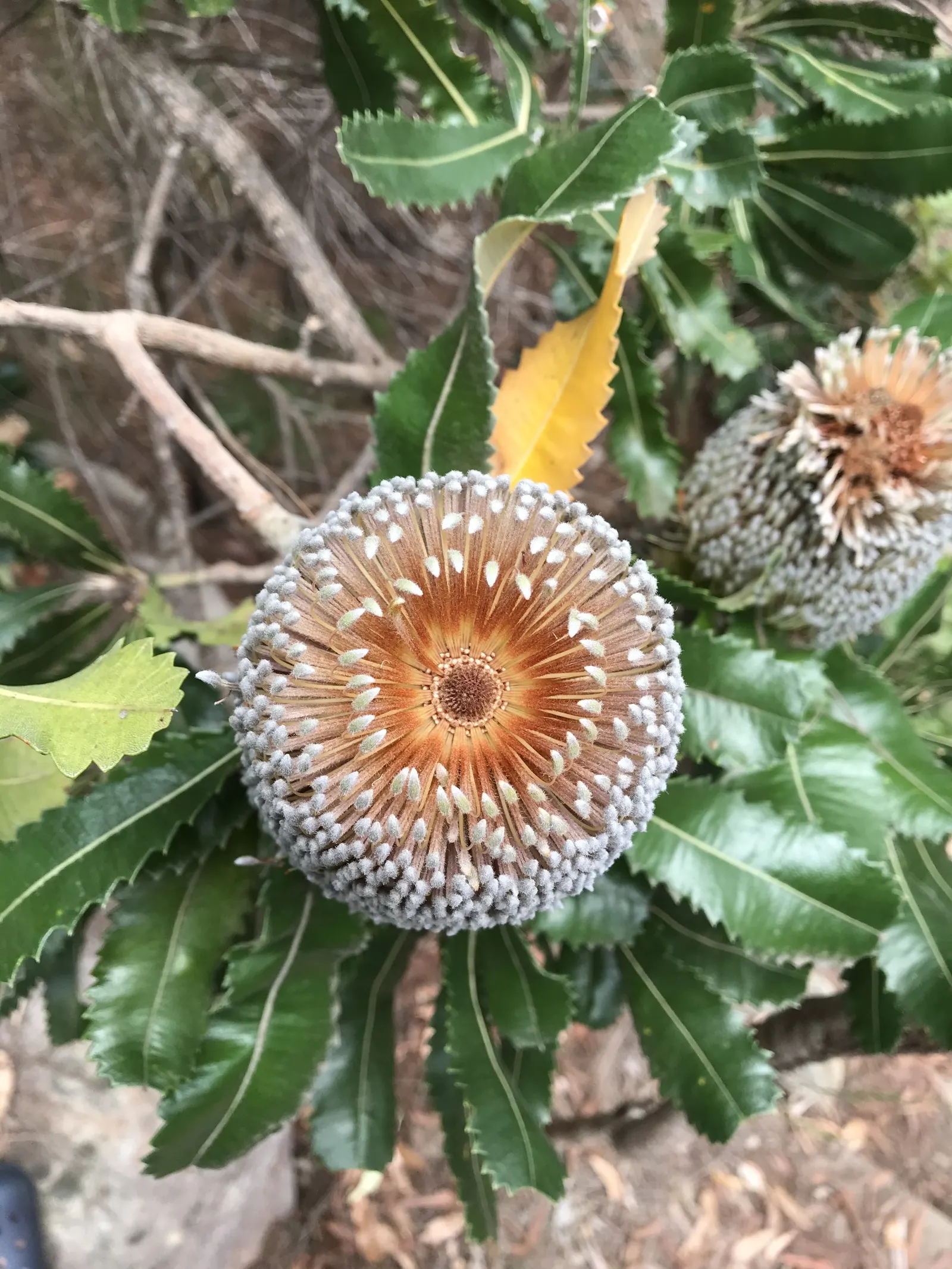 Banksia (Banksia Cvs.) — reflecting the Banksia's high drought tolerance; depending on the species and cultivar, image 96
