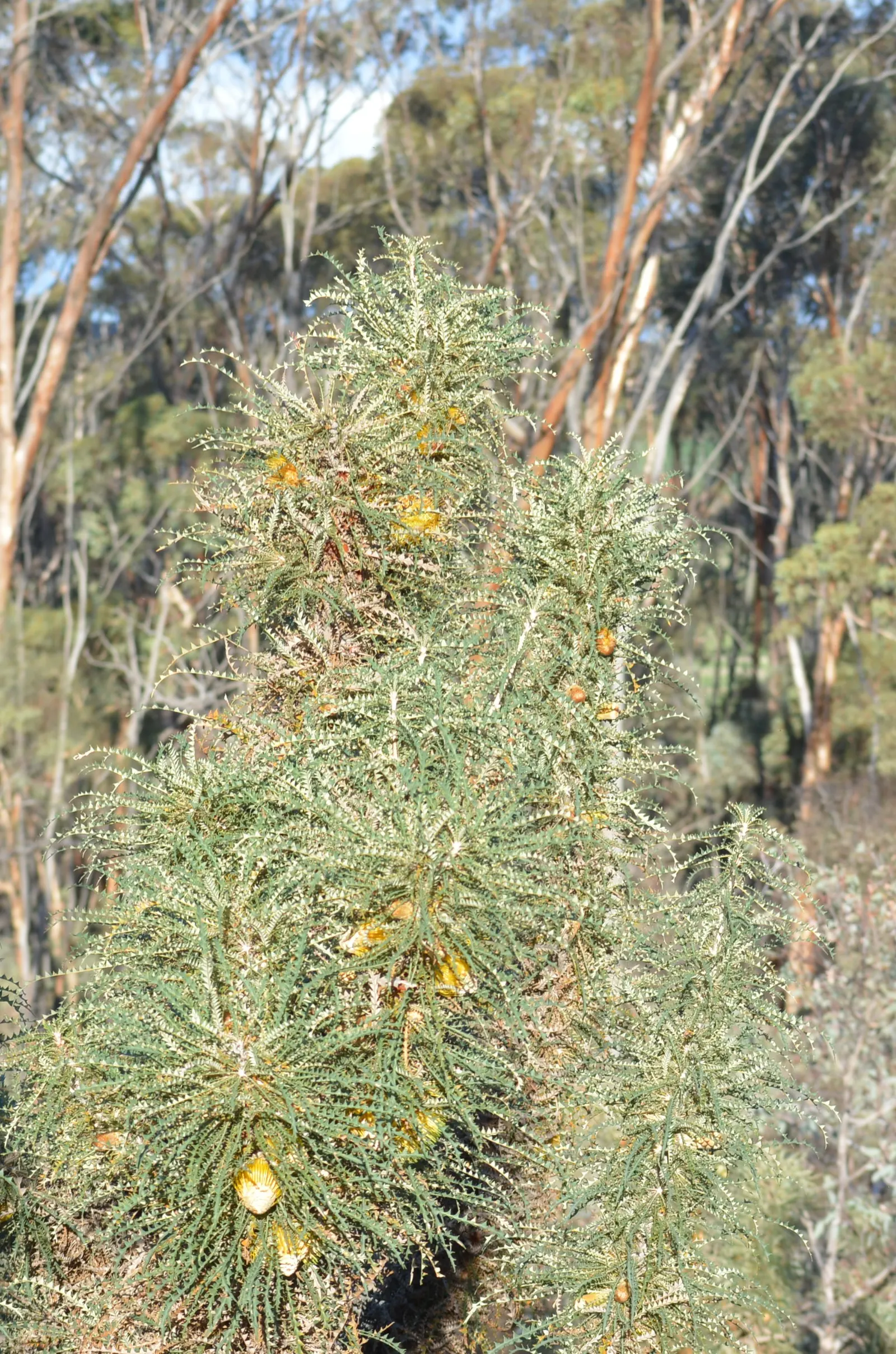 Banksia (Banksia Cvs.) — revered for its distinctive inflorescences and unique adaptations to its native environment; this diverse plant includes, image 84