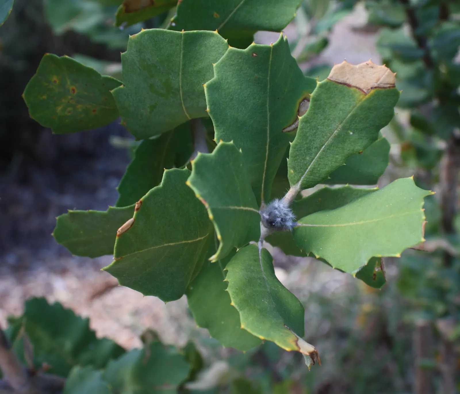 Banksia (Banksia Cvs.) — shrub for full; paired with a need for only occasional pruning to remove spent flower spikes and old growth, image 100