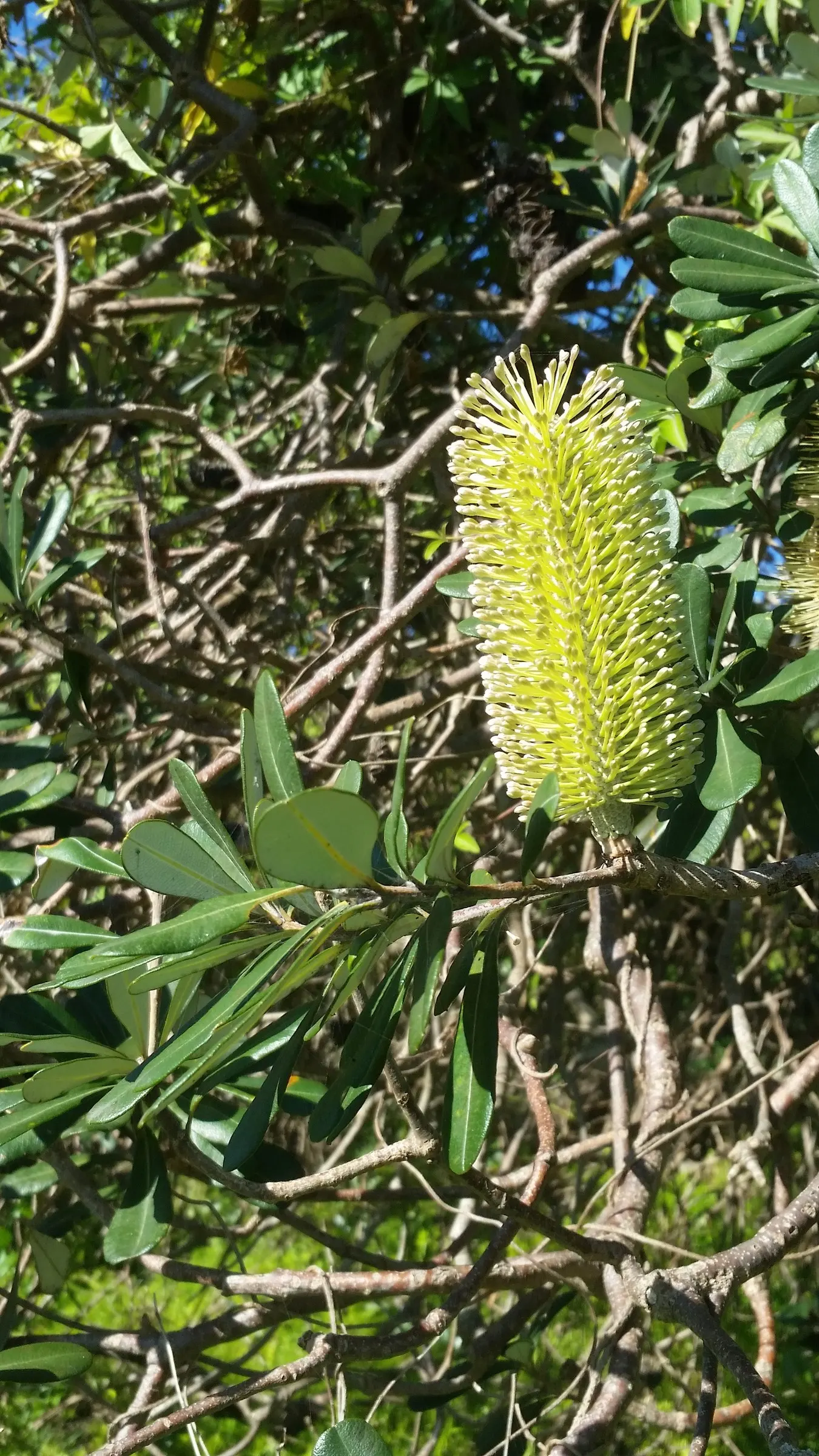 Banksia (Banksia Cvs.) — particularly nectar-feeding birds.<br><br>Mature Banksia plants can range dramatically in size; revered for its distinctive, image 91