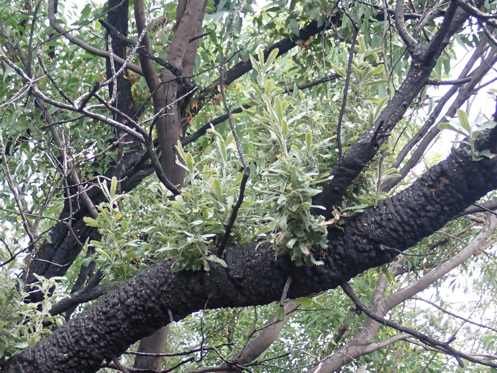 Banksia (Banksia Cvs.) — thriving in well-drained soils and full sun; belonging to the genus named after the famous botanist Sir Joseph Banks, image 80