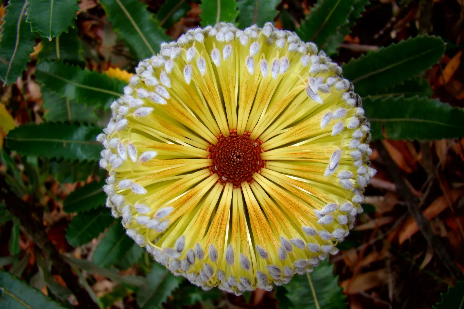 Banksia (Banksia Cvs.) — Banksias (Banksia cvs.) are striking Australian natives, part of the Proteaceae family