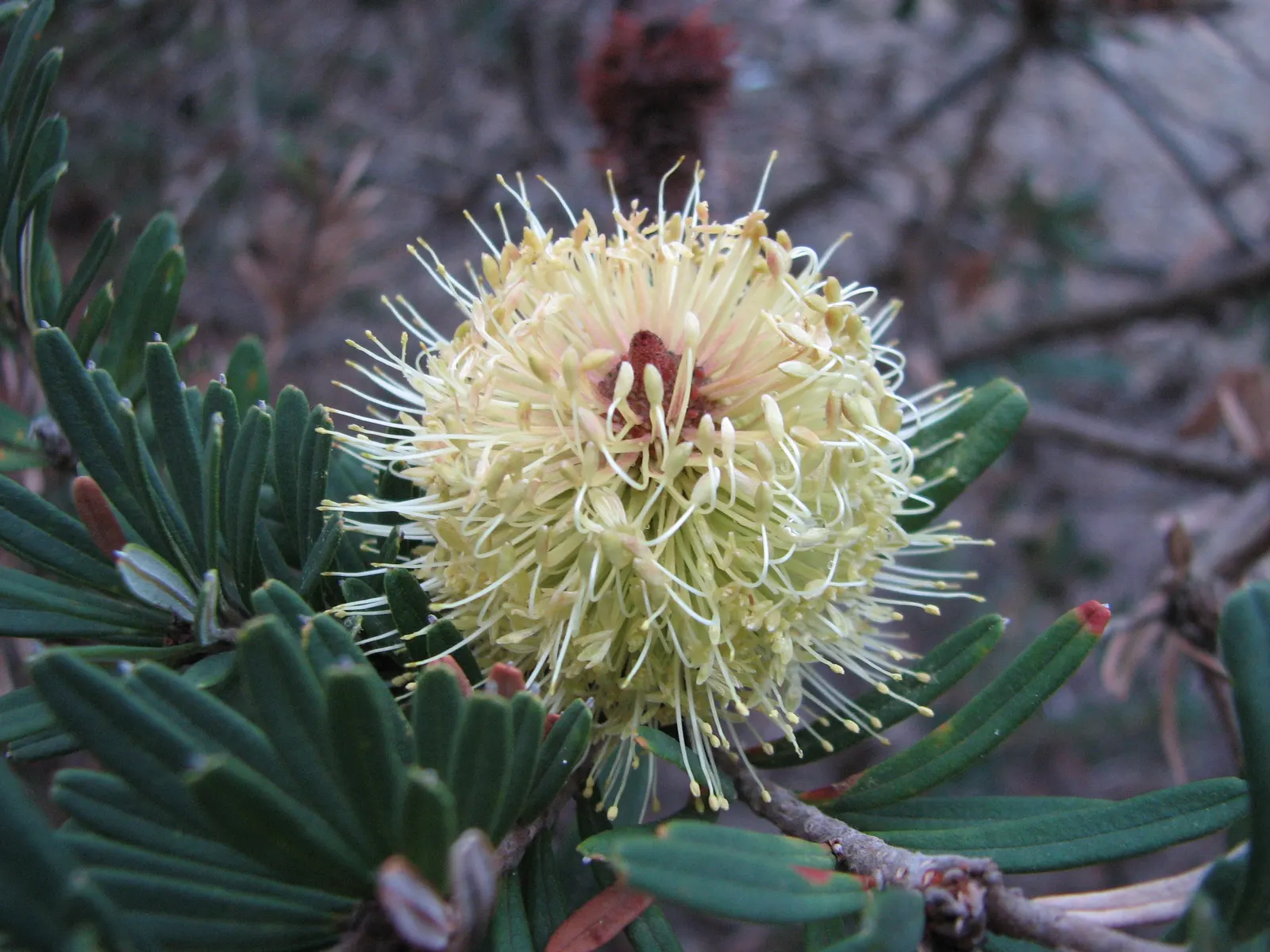 Banksia (Banksia Cvs.) — thriving in well-drained soils and full sun; belonging to the genus named after the famous botanist Sir Joseph Banks, image 105