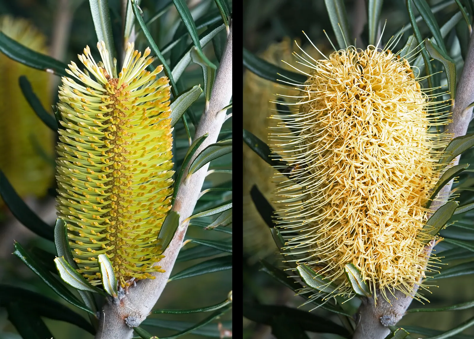 Banksia (Banksia Cvs.) — Banksias (Banksia cvs.) are striking Australian natives, part of the Proteaceae family; these resilient plants vary in, image 76