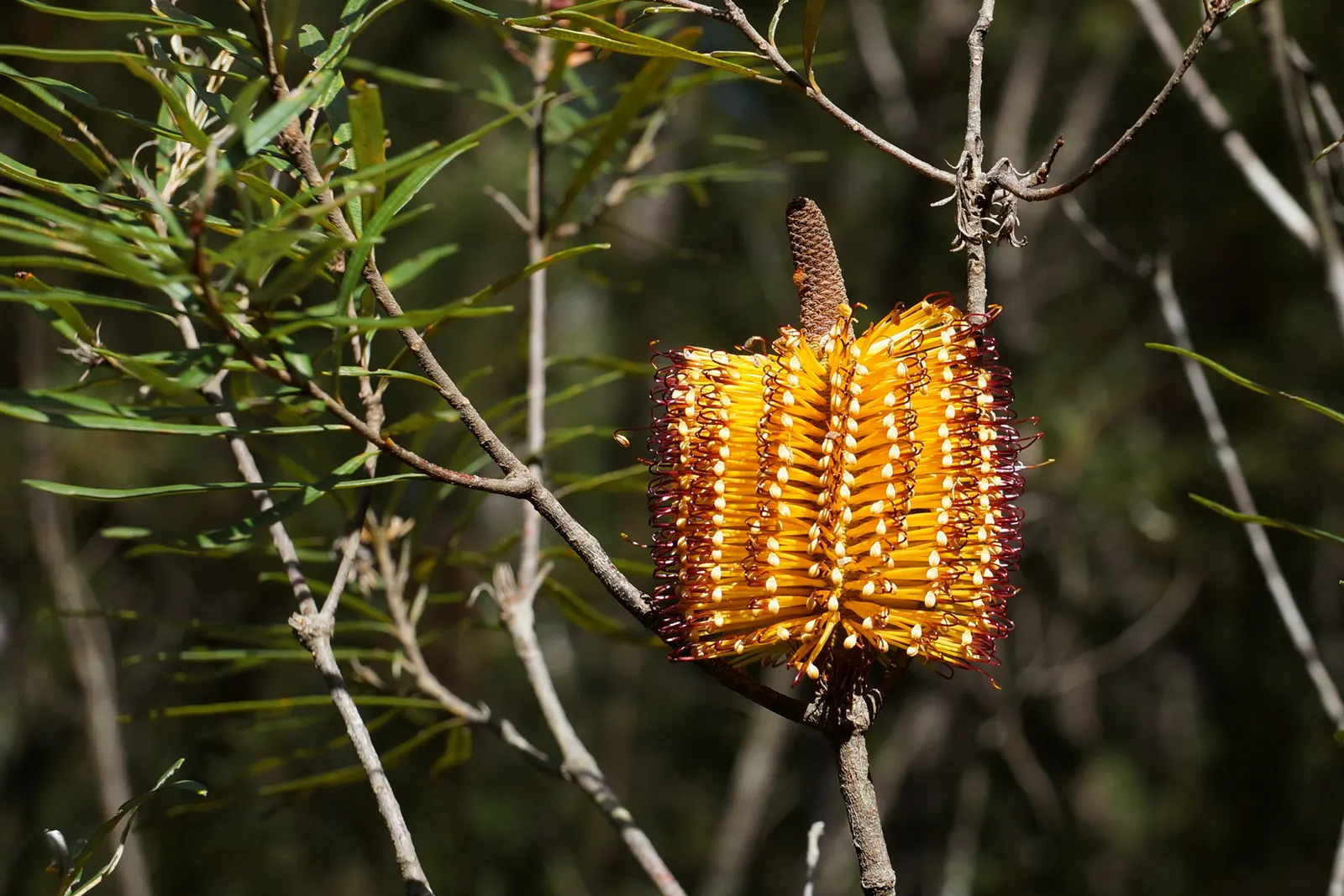 Banksia (Banksia Cvs.) — This diverse plant includes many varieties; from low-growing shrubs of approximately 3 feet in height and spread, image 110