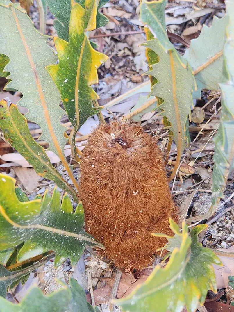 Banksia (Banksia Cvs.) — belonging to the genus named after the famous botanist Sir Joseph Banks; reflecting the Banksia's high drought tolerance