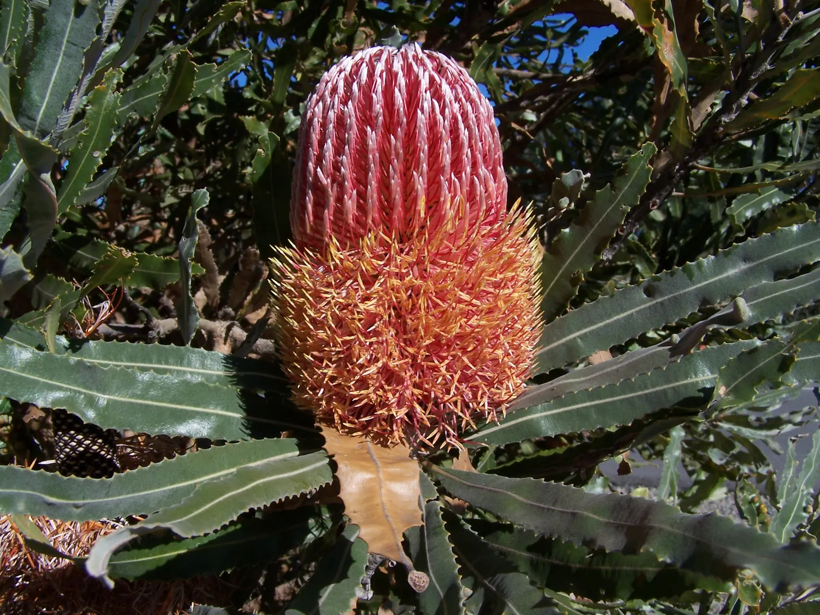 Banksia (Banksia Cvs.) — to towering trees that reach up to 30 feet tall and wide; red and yellow flowers in the garden, image 68