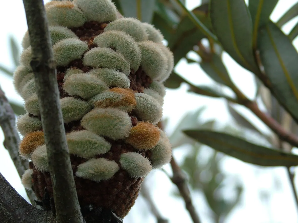 Banksia (Banksia Cvs.) — red and yellow flowers in the garden