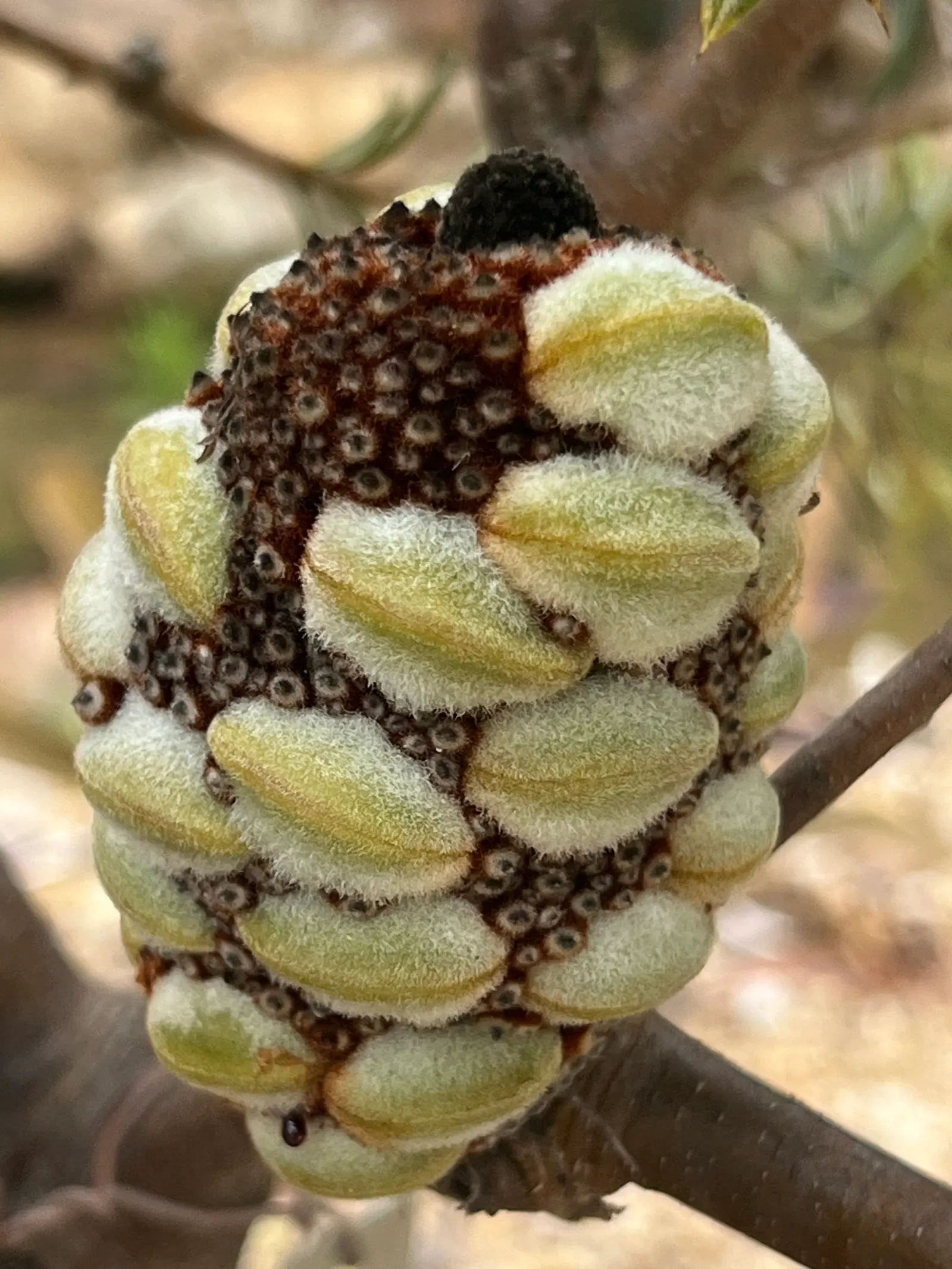 Banksia (Banksia Cvs.) — These resilient plants vary in size from small shrubs to trees up to 98 feet tall