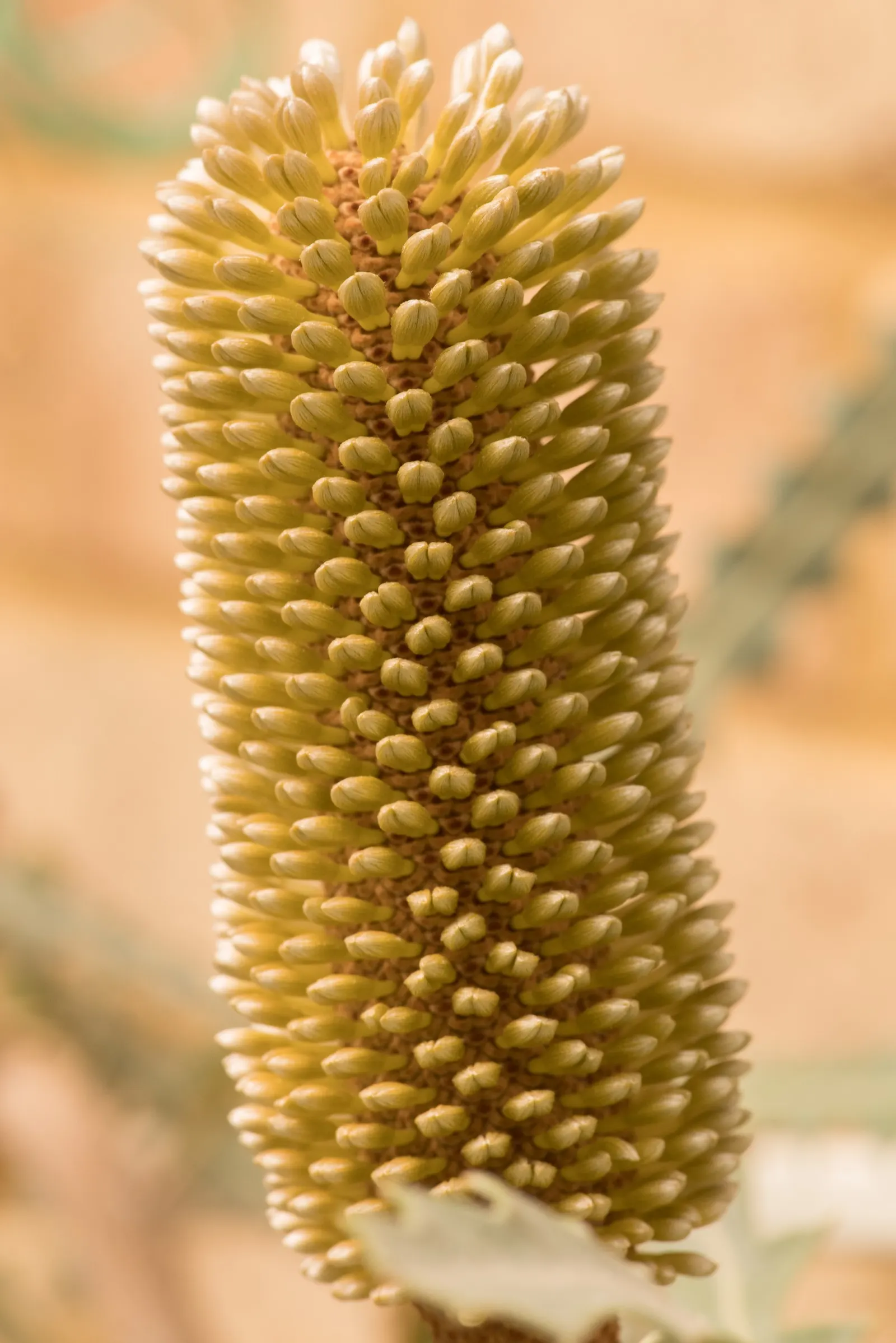 Banksia (Banksia Cvs.) — from low-growing shrubs of approximately 3 feet in height and spread; particularly nectar-feeding birds.<br><br>Mature, image 67