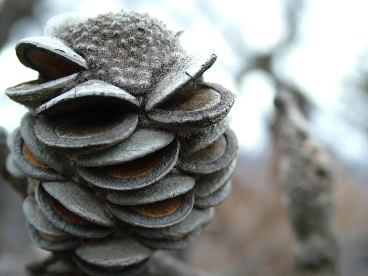 Banksia (Banksia Cvs.) — particularly nectar-feeding birds.<br><br>Mature Banksia plants can range dramatically in size