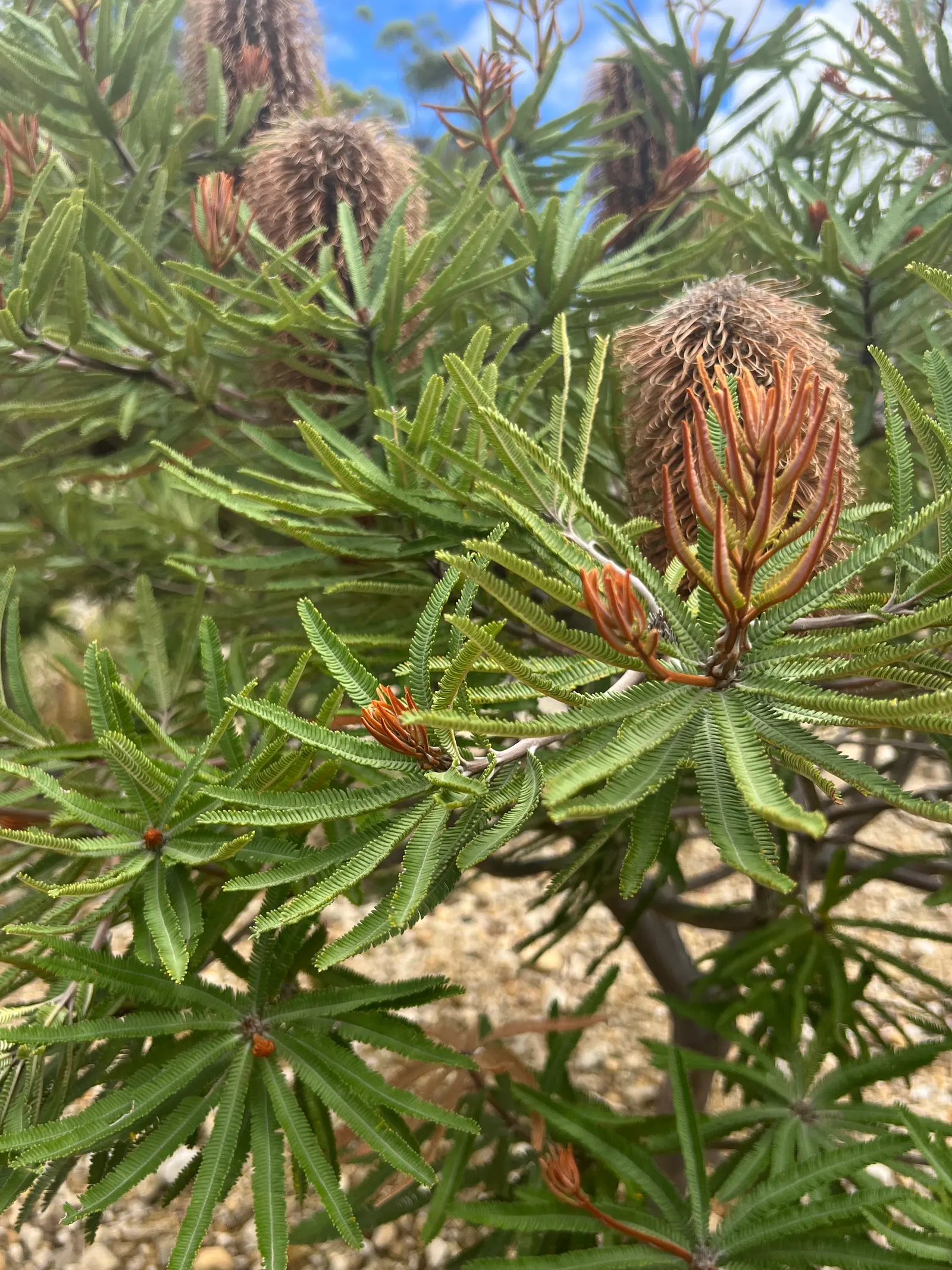 Banksia (Banksia Cvs.) — shrub with red and yellow blooms