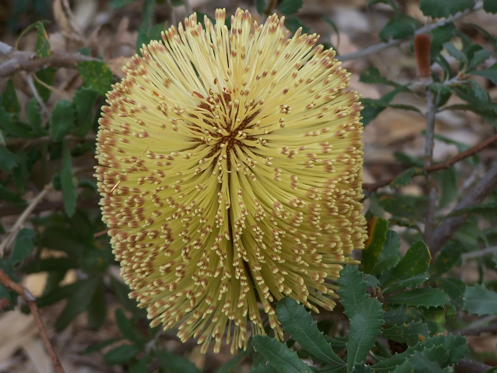 Banksia (Banksia Cvs.) — particularly nectar-feeding birds.<br><br>Mature Banksia plants can range dramatically in size; revered for its distinctive, image 66