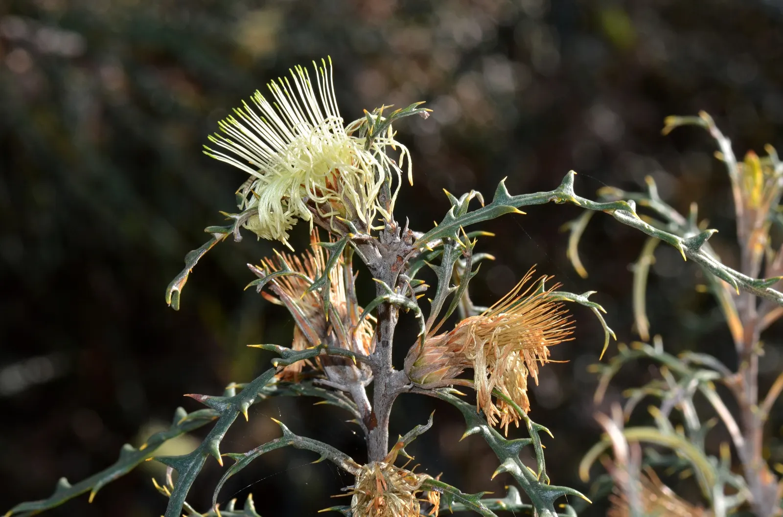 Banksia (Banksia Cvs.) — to towering trees that reach up to 30 feet tall and wide