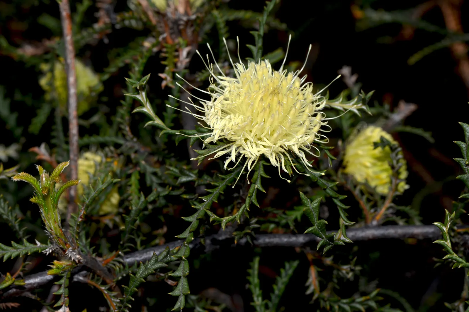 Banksia (Banksia Cvs.) — belonging to the genus named after the famous botanist Sir Joseph Banks