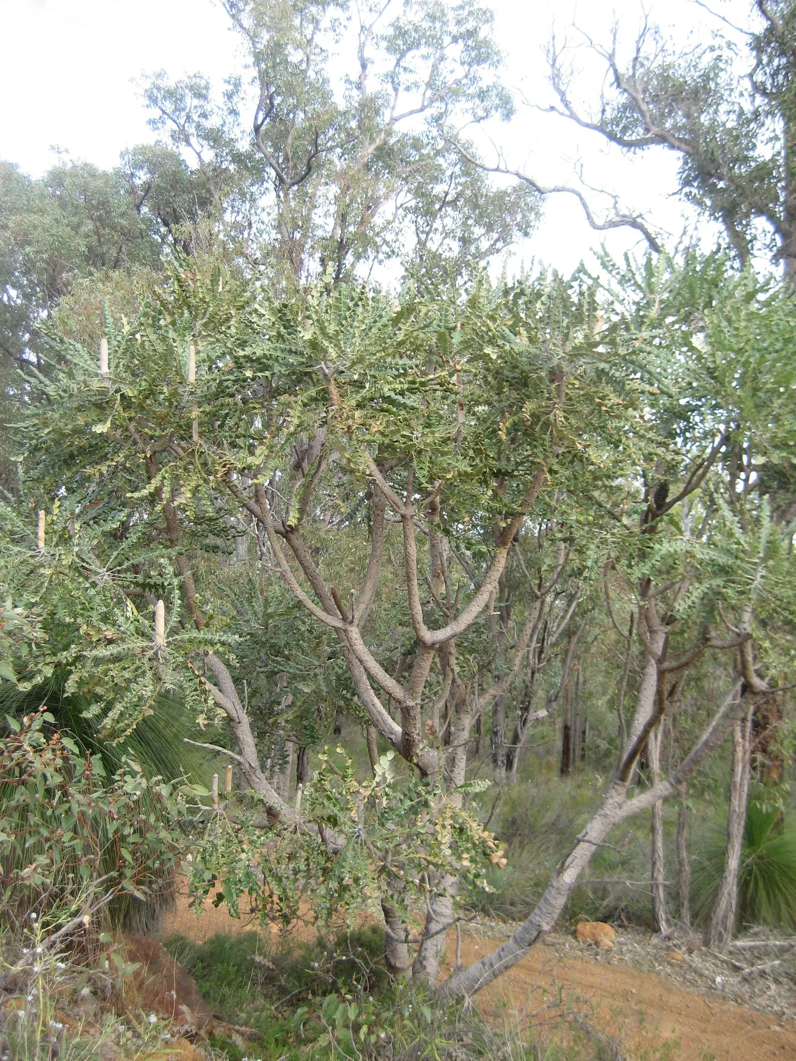 Banksia (Banksia Cvs.) — which can range in color from a deep