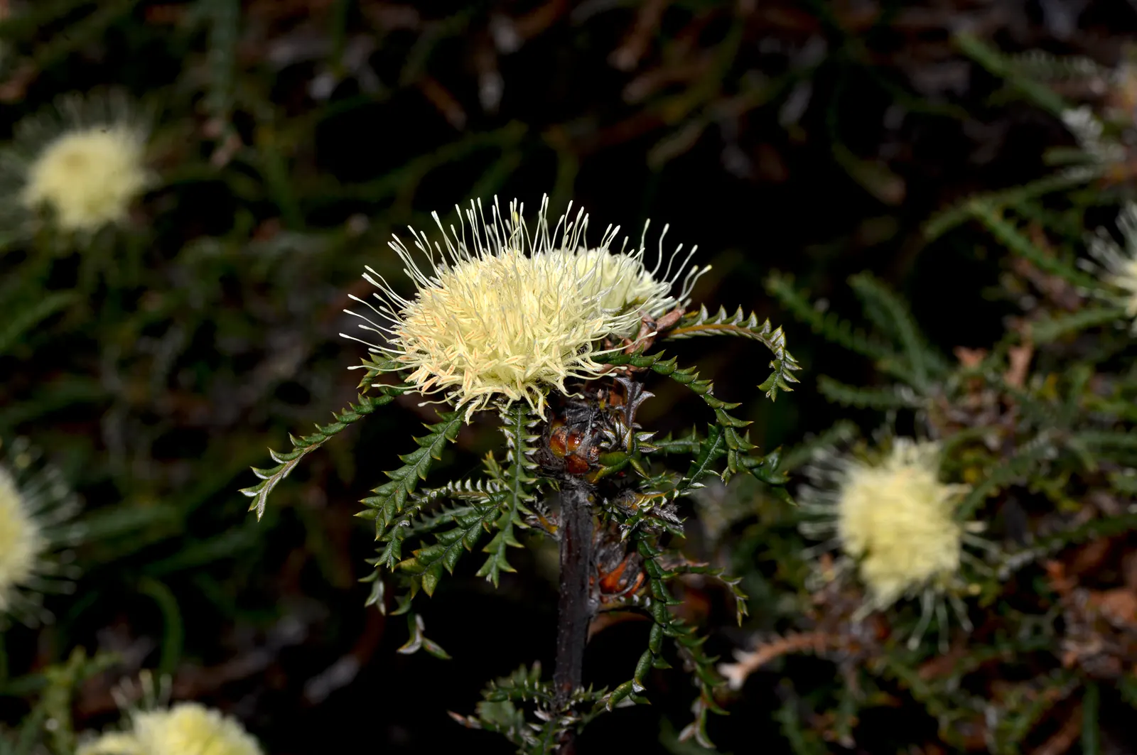 Banksia (Banksia Cvs.) — Its striking flower spikes