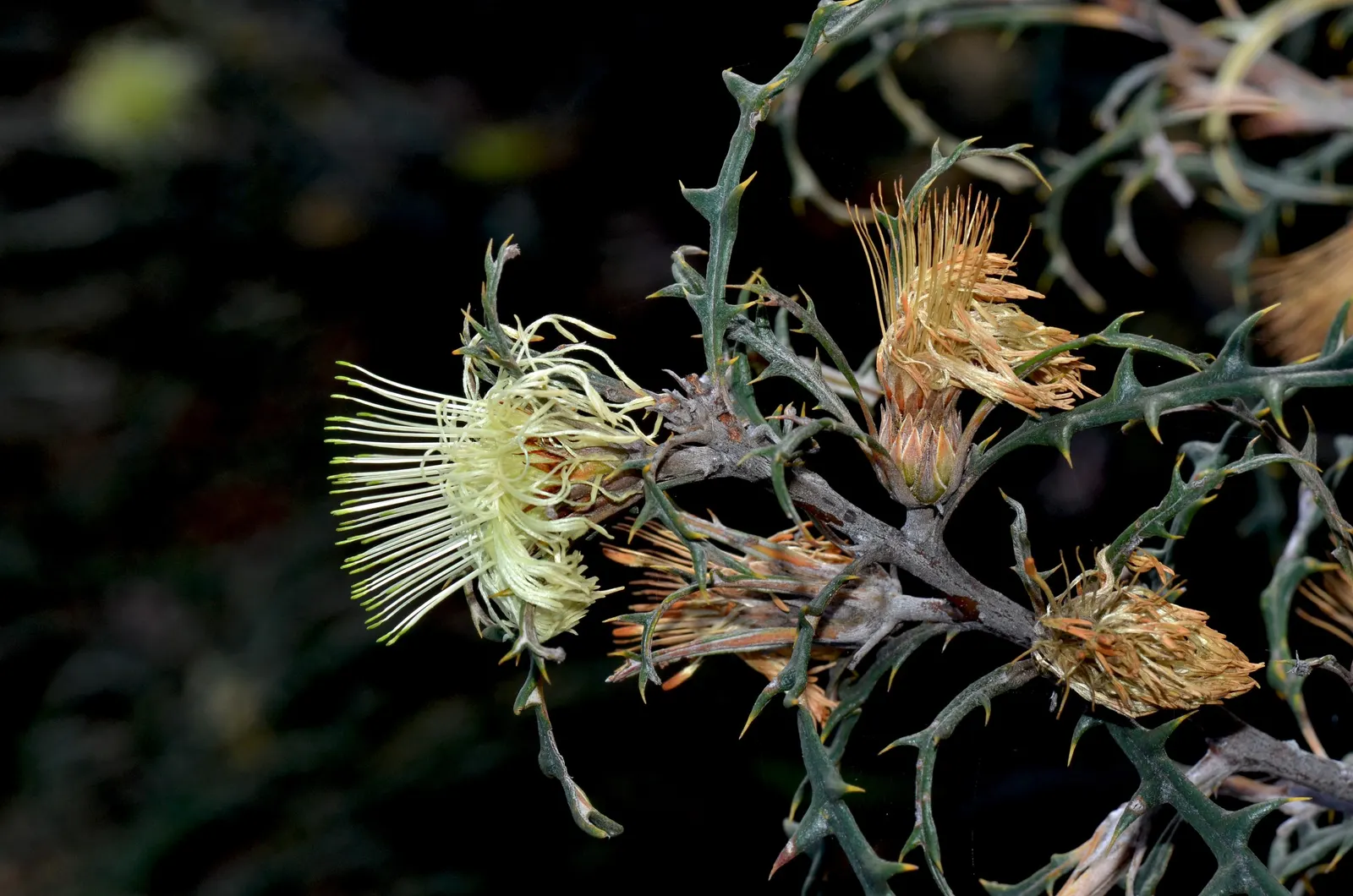 Banksia (Banksia Cvs.) — the Banksia thrives in well-drained soils with full sun exposure