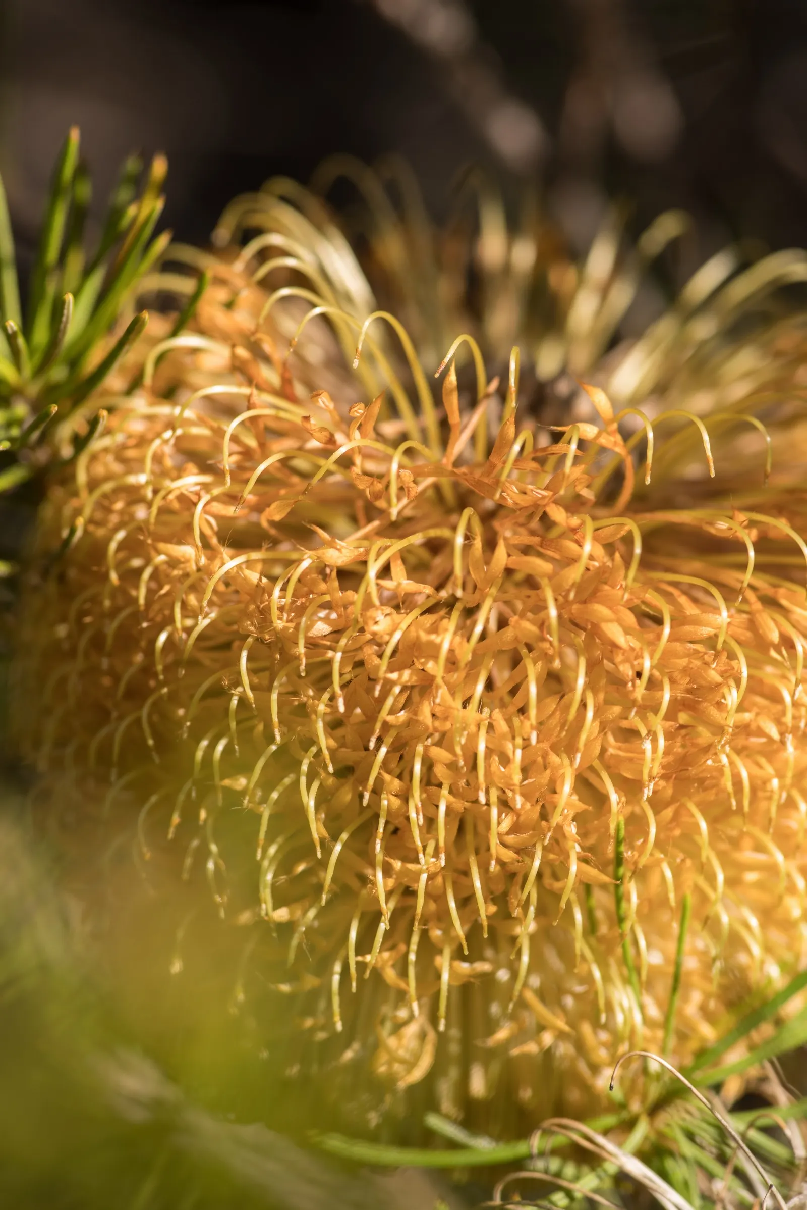 Banksia (Banksia Cvs.) — paired with a need for only occasional pruning to remove spent flower spikes and old growth; banksias (Banksia cvs.) are, image 72