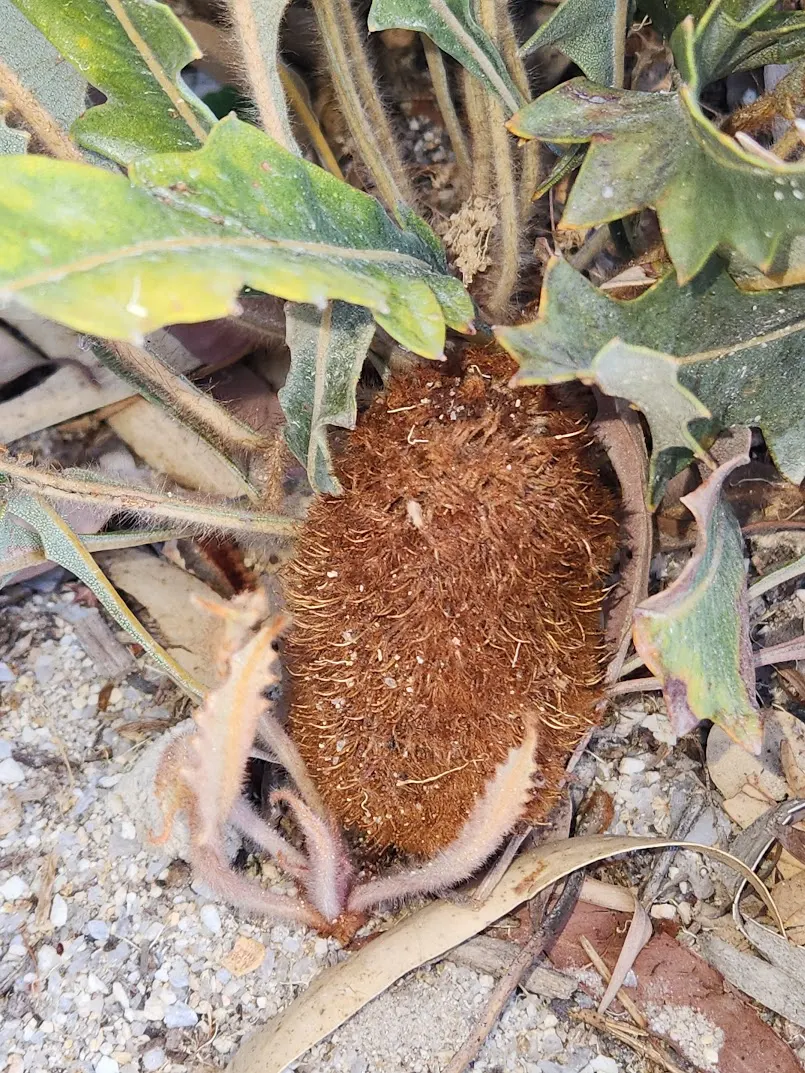 Banksia (Banksia Cvs.) — brush-like flower spikes with varied colors; the Banksia thrives in well-drained soils with full sun exposure