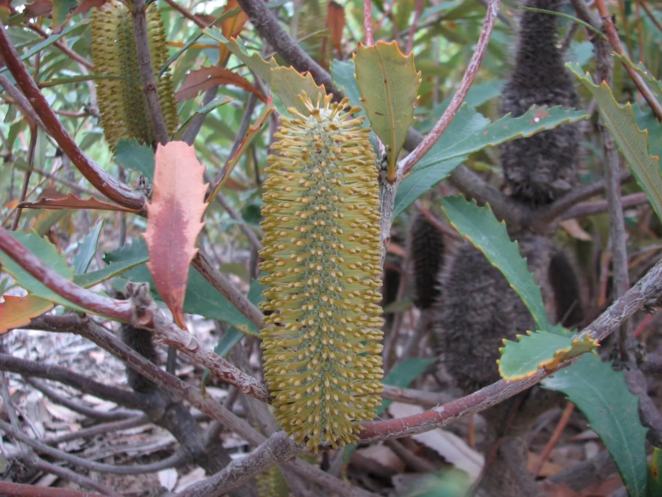 Banksia (Banksia Cvs.) — paired with a need for only occasional pruning to remove spent flower spikes and old growth; banksias (Banksia cvs.) are, image 97