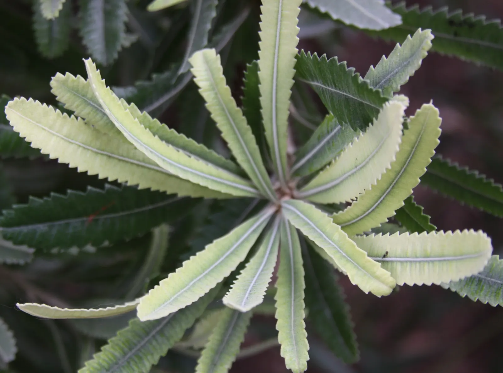 Banksia (Banksia Cvs.) — from low-growing shrubs of approximately 3 feet in height and spread