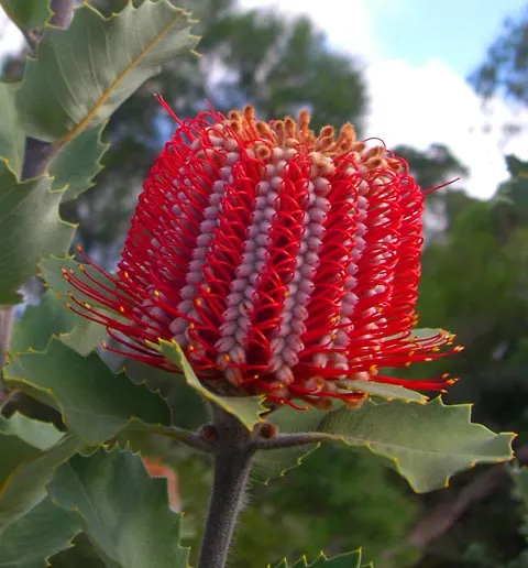 Banksia (Banksia Cvs.) — and are a source of nectar for wildlife