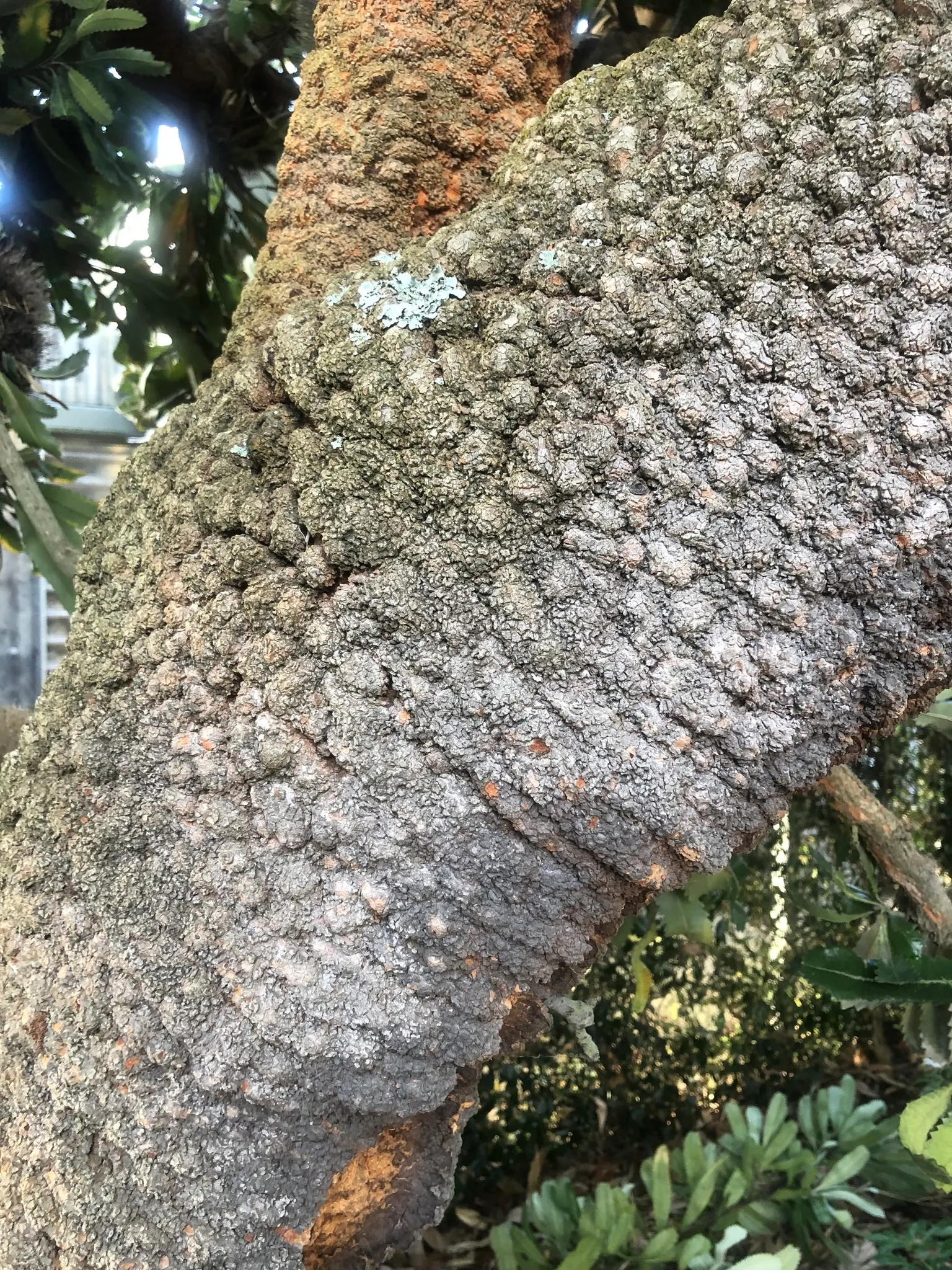 Banksia (Banksia Cvs.) — reflecting the Banksia's high drought tolerance